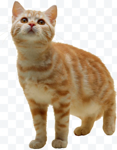 Gato atigrado naranja de pie mirando hacia arriba
