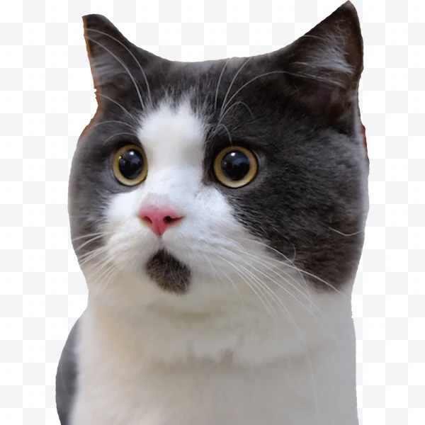 Gato bicolor gris y blanco
