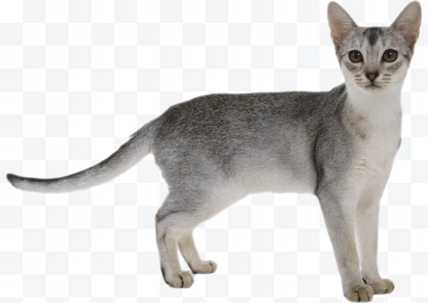 Gato gris y blanco de pie visto de perfil