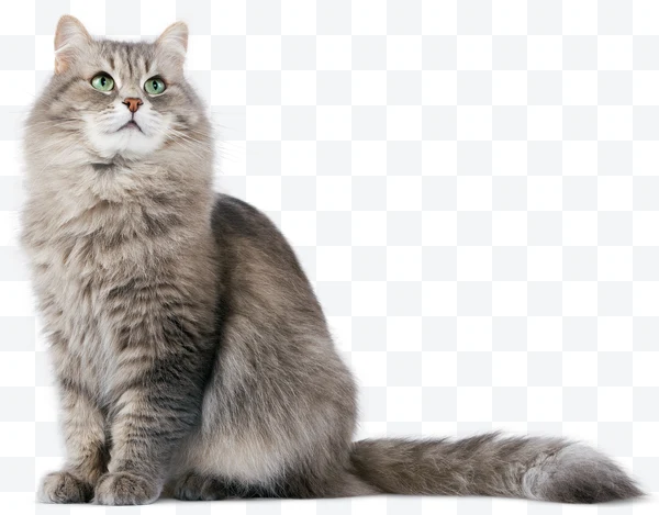Gato gris de pelaje largo con ojos verdes sentado mirando hacia arriba.