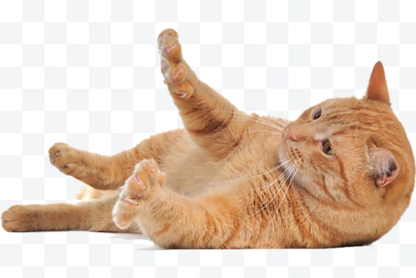 Gato naranja acostado de lado con patas levantadas