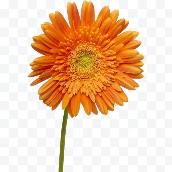 Flor gerbera naranja con tallo verde