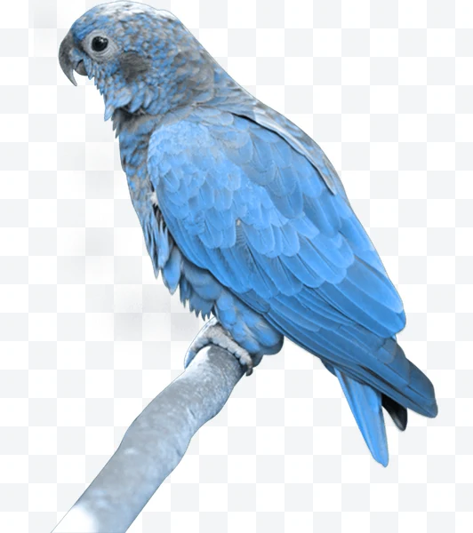 Guacamayo azul