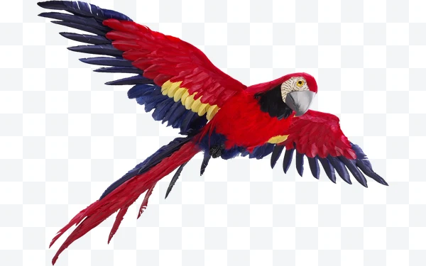 Guacamayo rojo