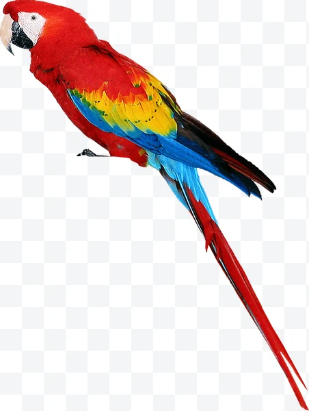 Guacamayo rojo con plumas rojas, amarillas y azules y cola larga