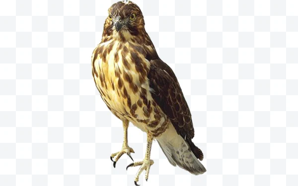 Brown and white standing hawk with a fixed gaze