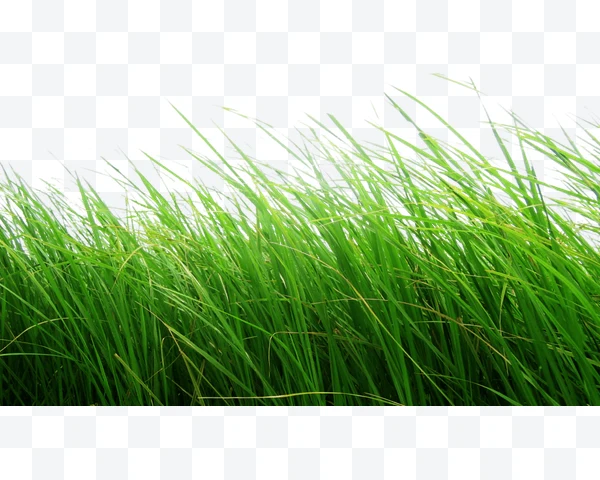 Hierba verde fresca con hojas largas y delgadas