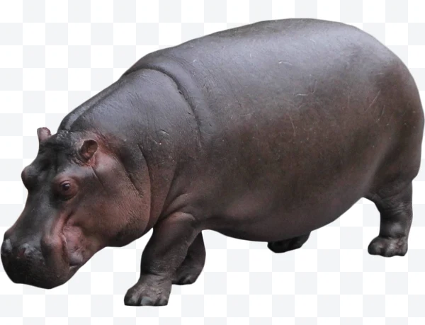 Hipopótamo
