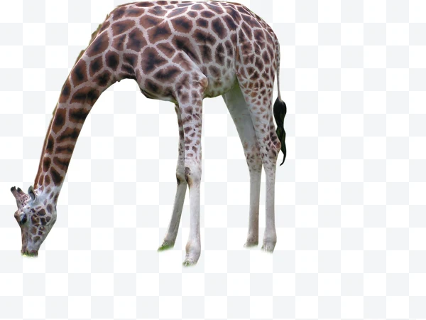 Jirafa de perfil con el cuello estirado hacia abajo comiendo pasto