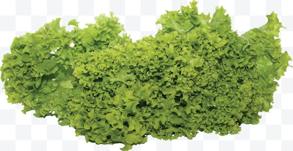 Lechuga verde fresca con hojas rizadas sobre fondo blanco.
