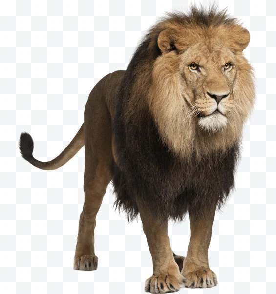 León