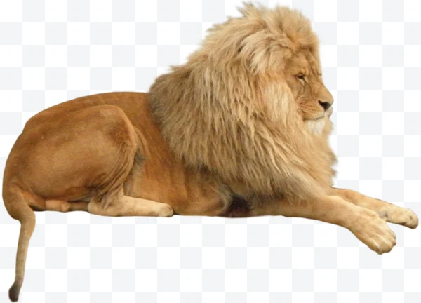 León acostado de perfil con melena grande y cuerpo extendido.