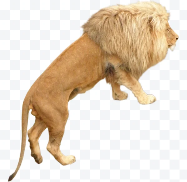 León de perfil saltando con melena grande y cuerpo extendido.