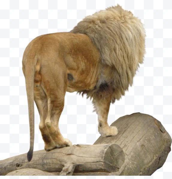 León macho de perfil sobre troncos de madera con melena abundante