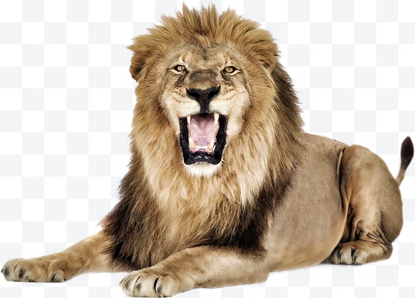León macho rugiendo acostado con melena espesa