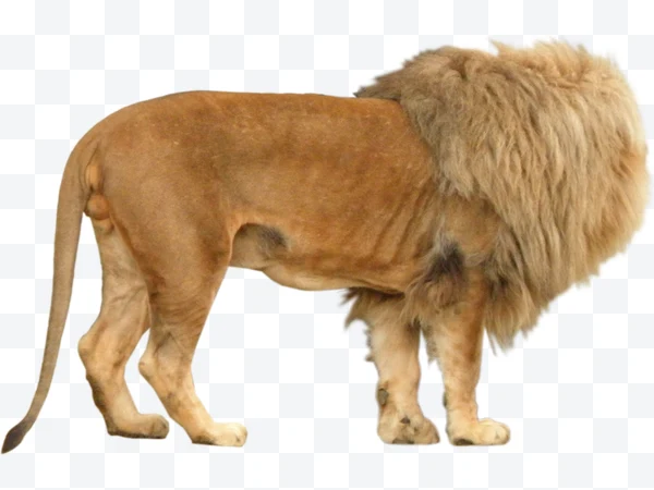 León sin cabeza con melena espesa y cuerpo marrón claro de perfil