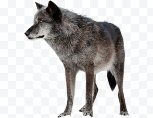 Lobo