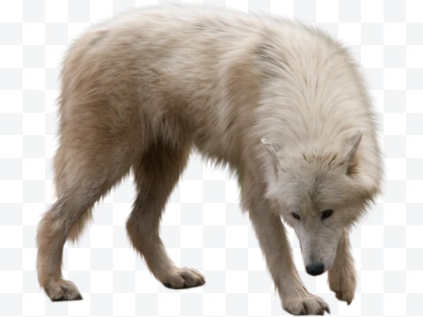 Lobo ártico