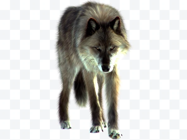 Lobo de pie con pelaje gris y marrón mirando hacia adelante