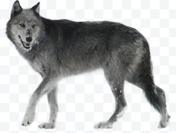 Lobo gris