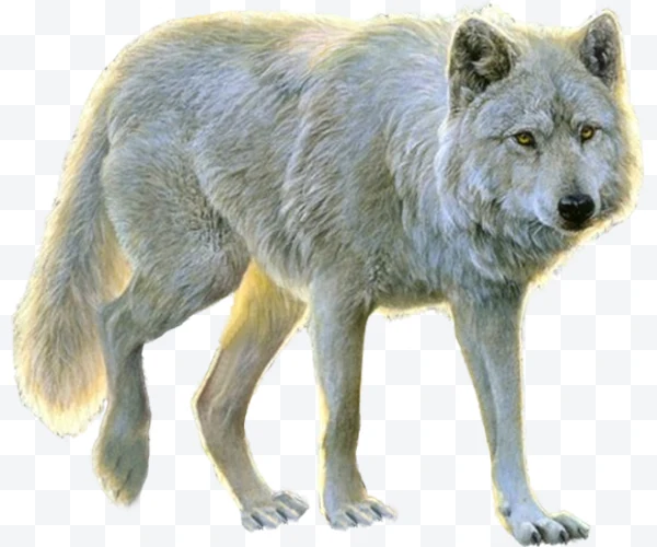 Lobo gris