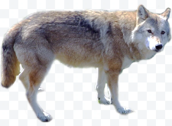 Lobo gris de pie visto de perfil con fondo blanco.