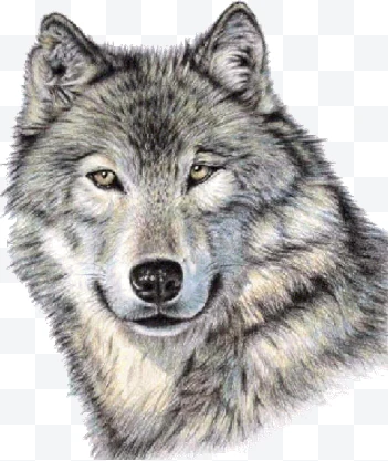 Gray wolf