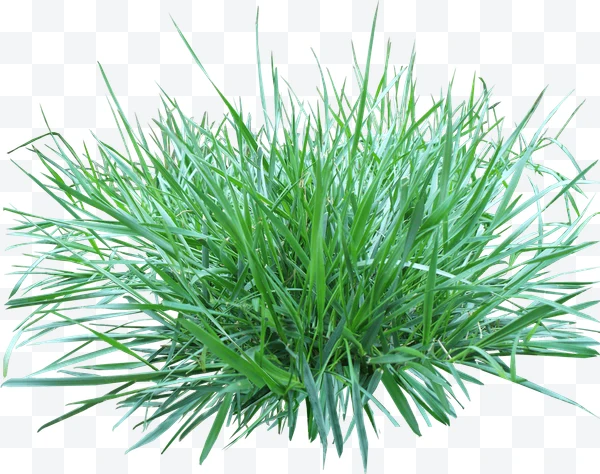 Manojo de hierba verde con hojas largas y delgadas
