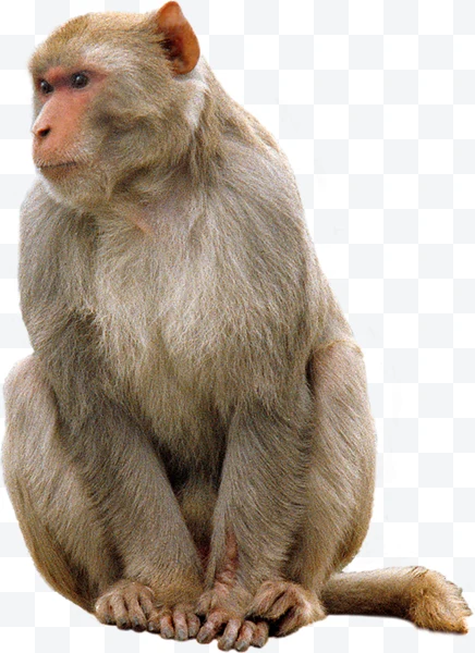 Mono rhesus sentado con pelaje marrón claro sobre fondo blanco