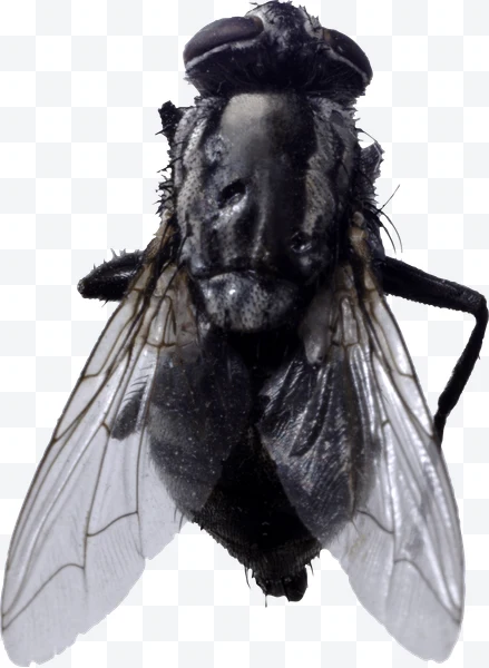 Mosca vista superior con alas transparentes y cuerpo negro