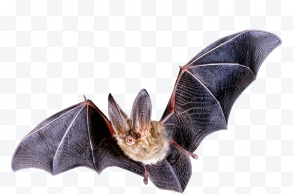 Murciélago con alas extendidas y orejas grandes en vuelo