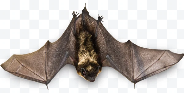 Murciélago