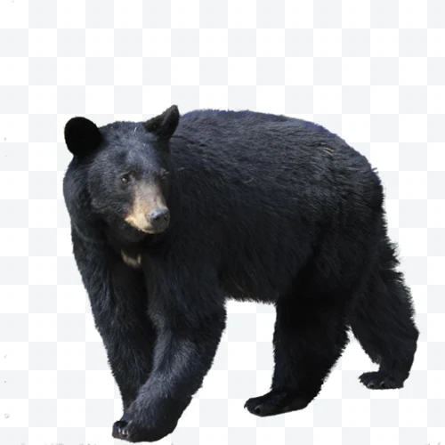 Oso negro americano de pie mirando hacia la izquierda