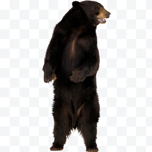 Oso negro americano