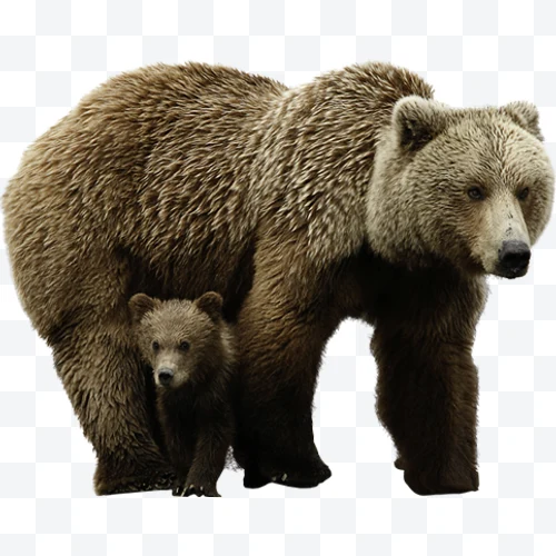 Oso pardo con cachorro