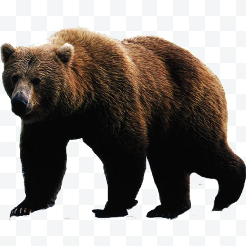 Oso pardo de pie con pelaje marrón oscuro sobre fondo blanco.