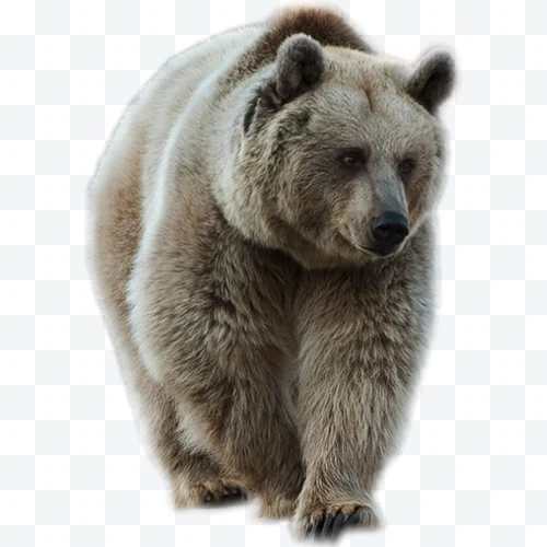 Oso pardo de pie con pelaje marrón claro