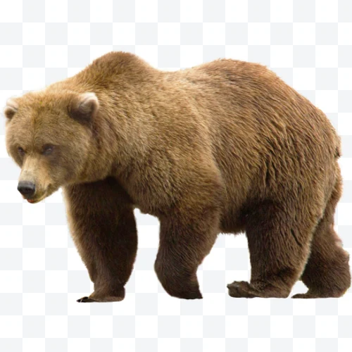 Oso pardo de pie con pelaje marrón visto de perfil.