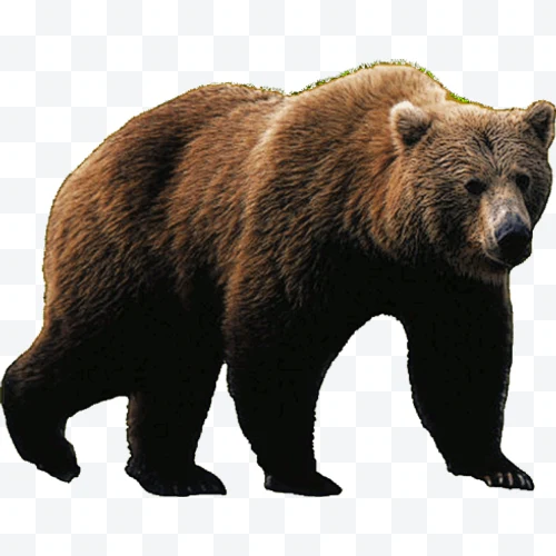 Oso pardo