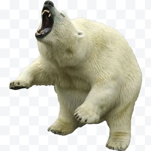 Oso polar blanco rugiendo de pie con la boca abierta