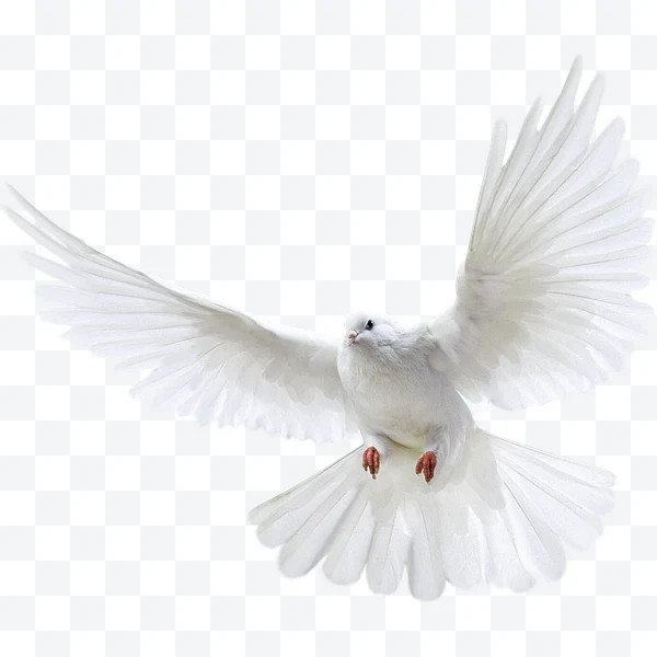 White dove