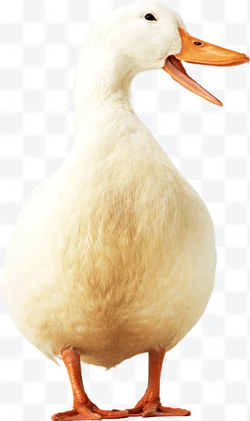 Pato
