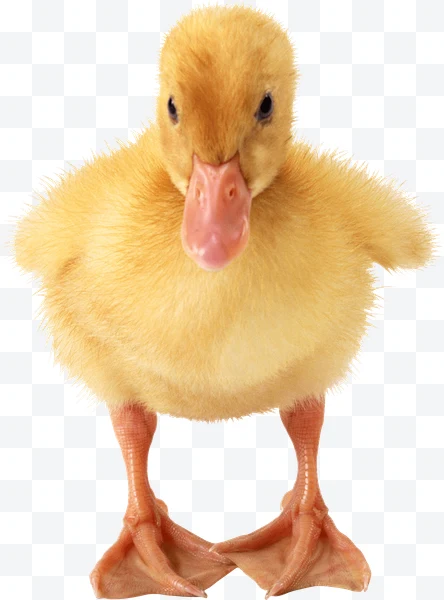 Pato