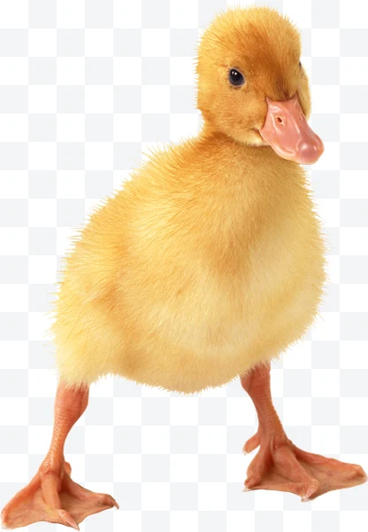 Pato bebé