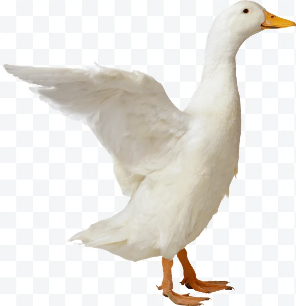 Pato blanco con una ala extendida y pico naranja.