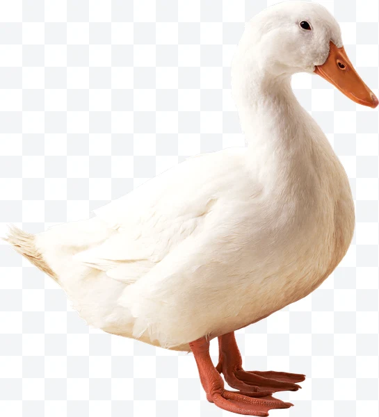 Pato blanco de pie con pico y patas naranjas