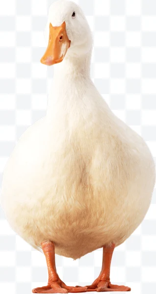 Pato blanco de pie con pico naranja
