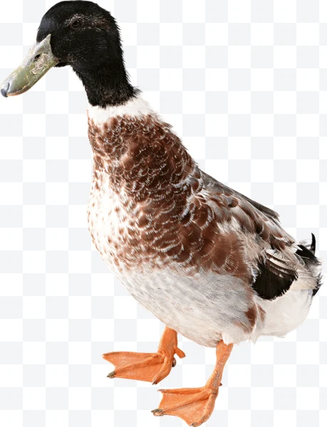 Pato con plumaje marrón y blanco, pico verdoso y patas naranjas sobre fondo