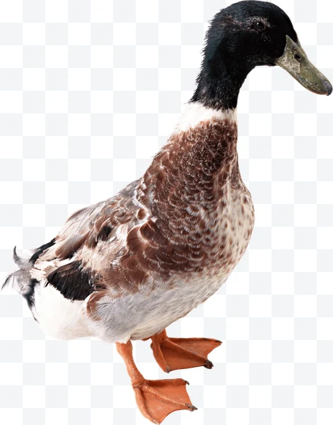 Duck with brown, white, and black feathers, dark beak, and orange legs