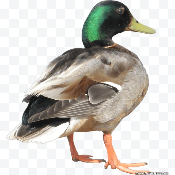 Pato real de perfil con cabeza verde iridiscente, pico amarillo y patas